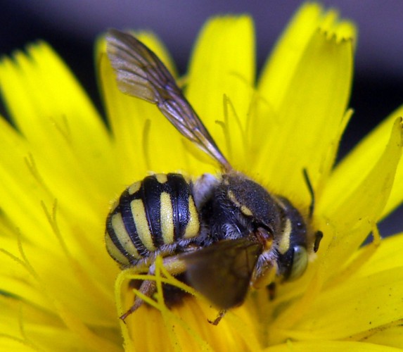 Anthidium cfr. manicatum F (Apidae Megachilinae)